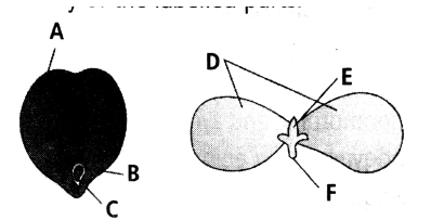 Refer to the given figures showing structure of dicotyledonous seed and