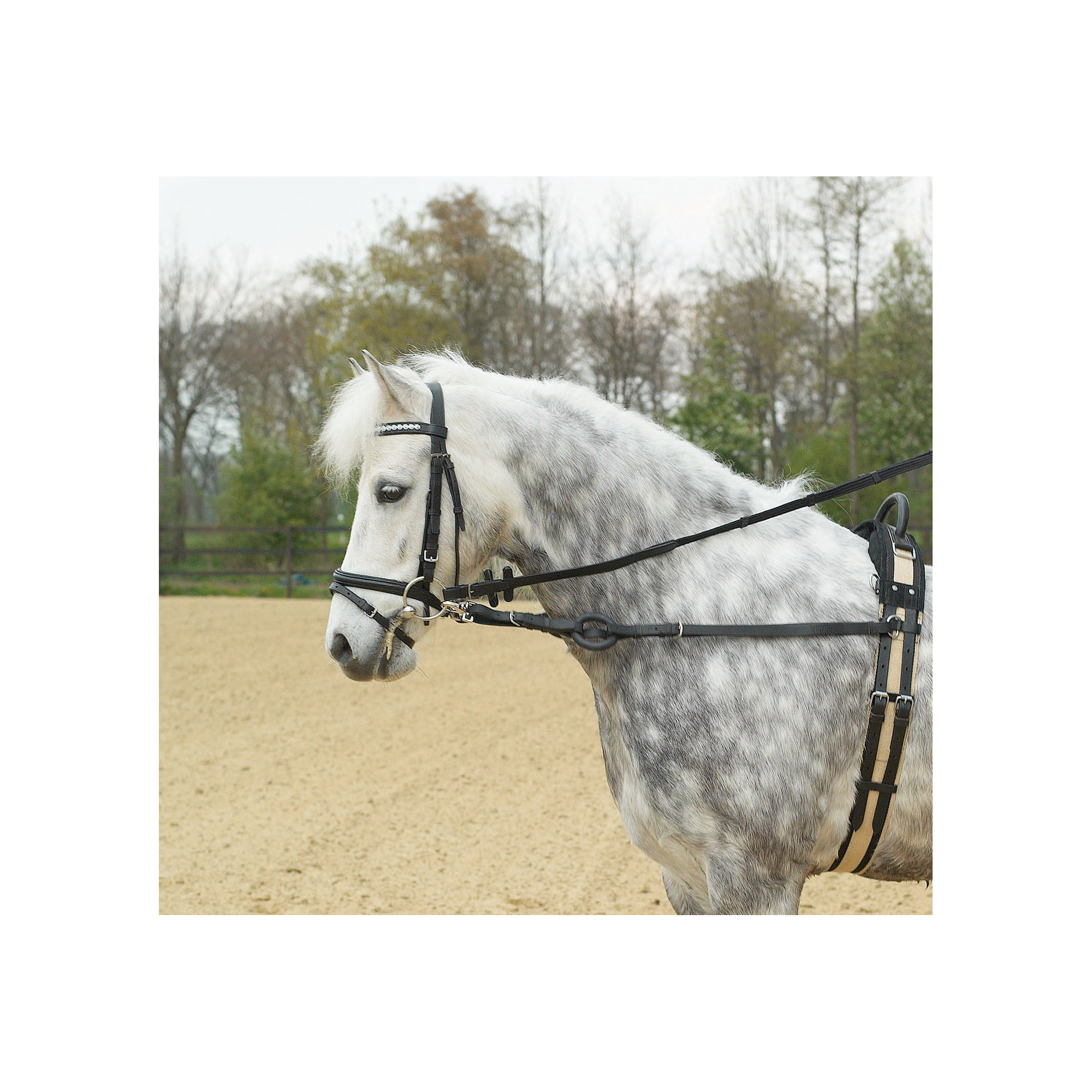 Busse SIDE REINS BASIC Equestrian Shop
