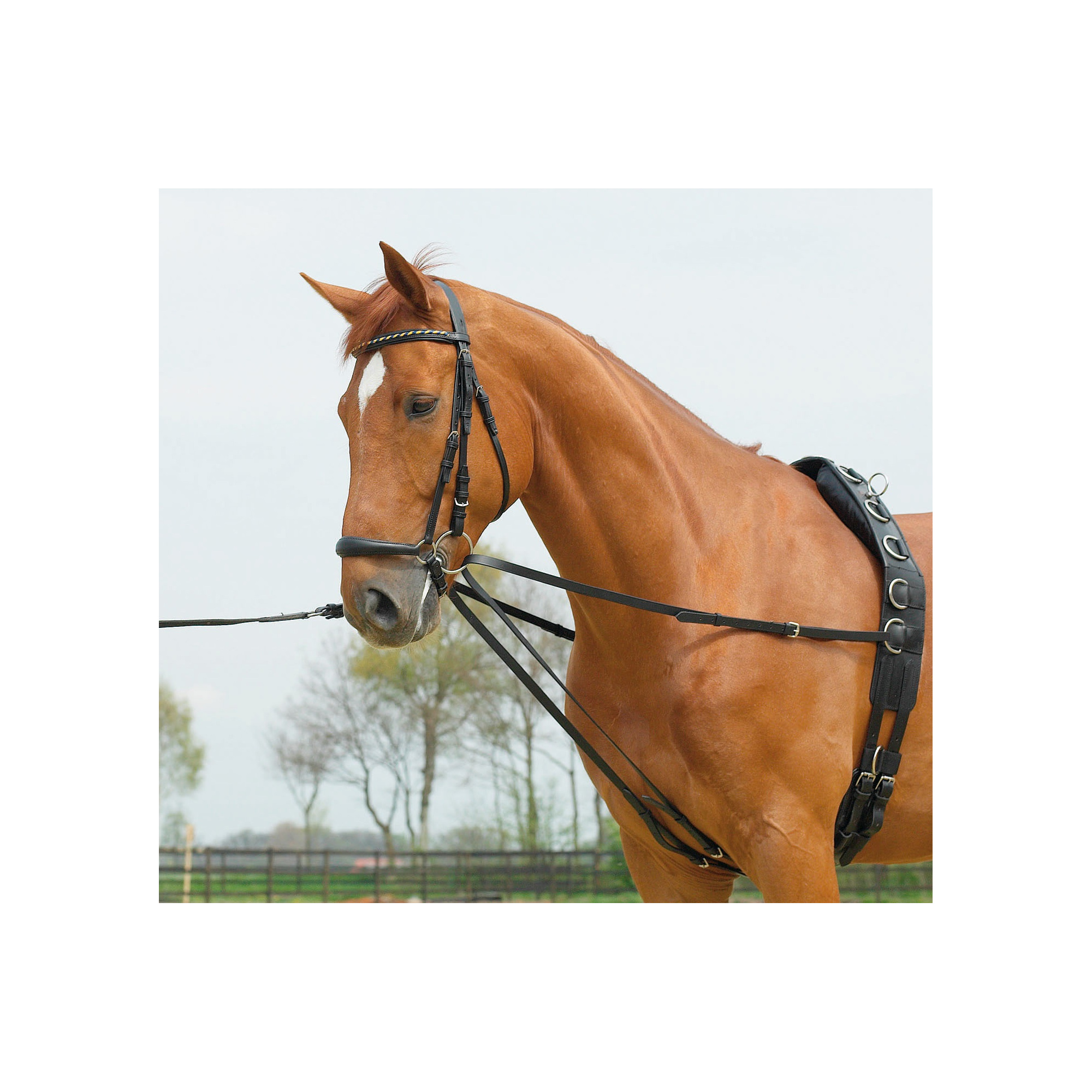 Busse SIDE REIN DOUBLE BASIC Equestrian Shop