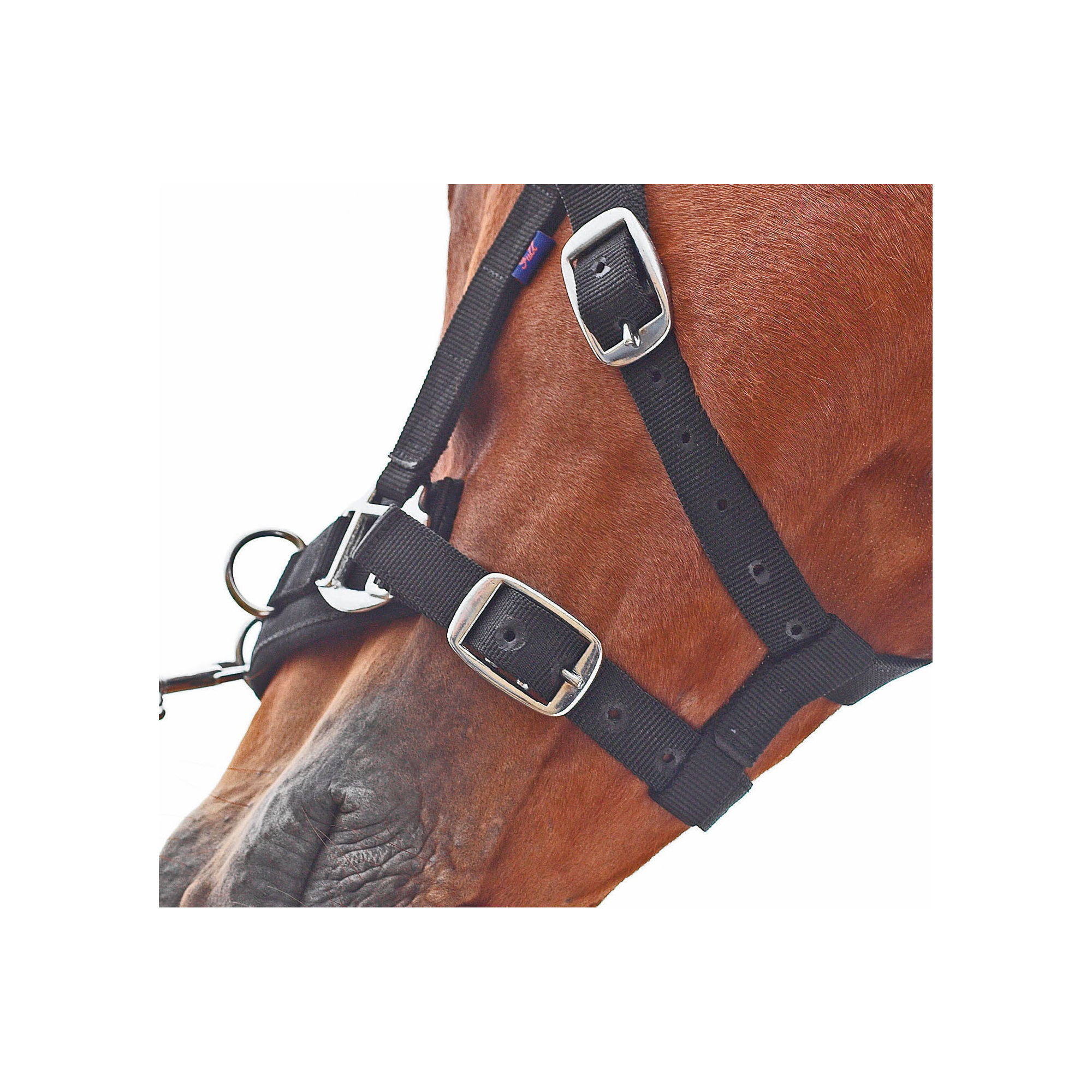 Busse CAVESSON NYLON Equestrian Shop