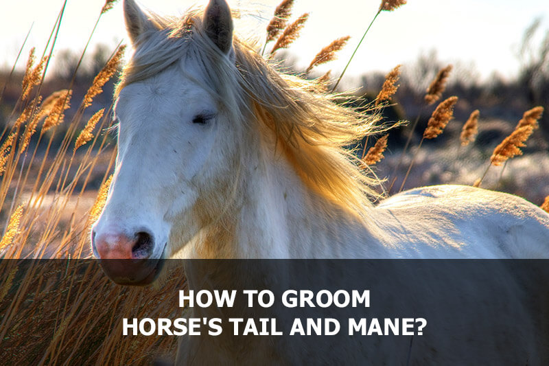 HOW TO GROOM HORSE'S TAIL AND MANE? Equestrian Shop