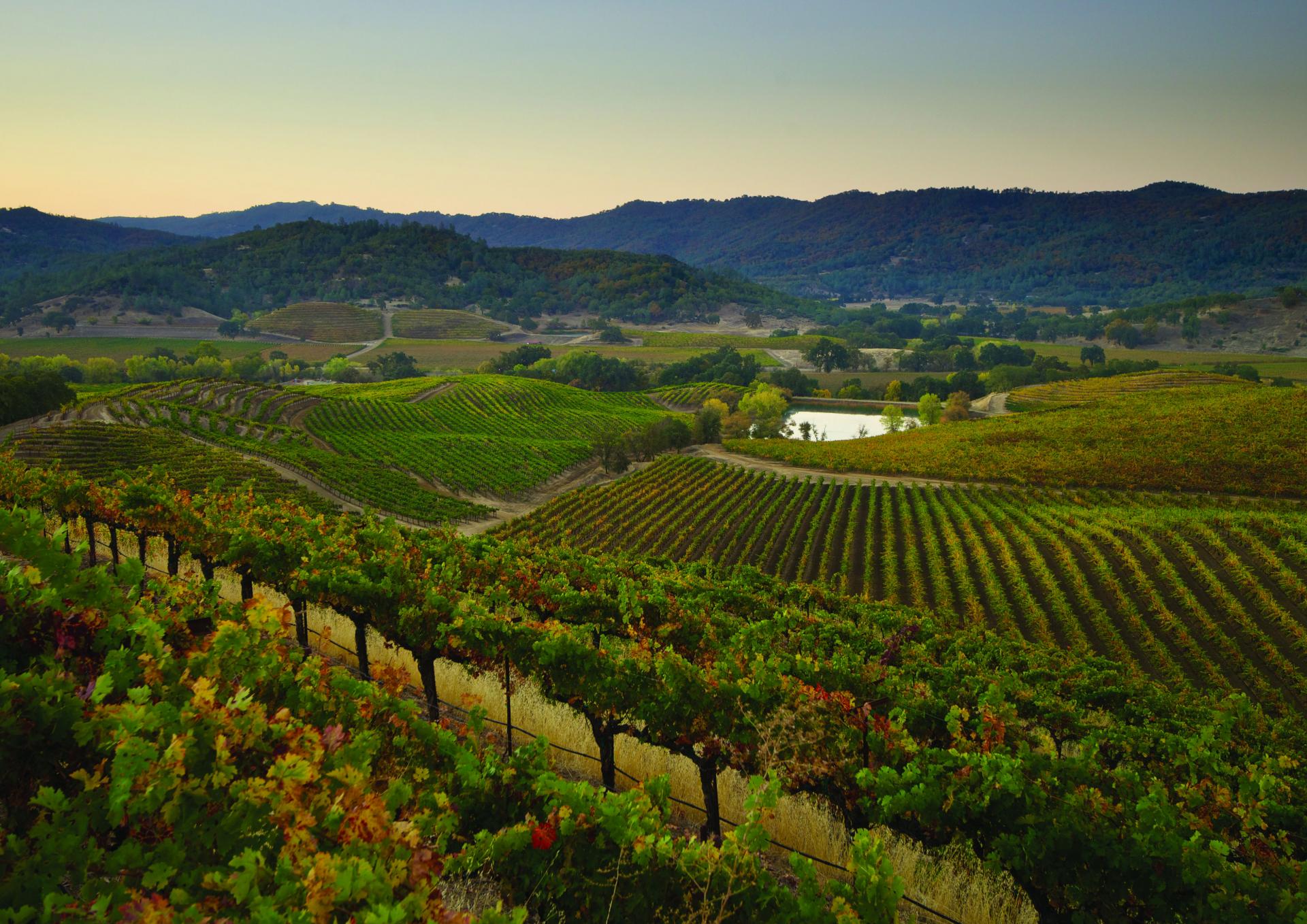 Winging It Napa Valley Escapism TO