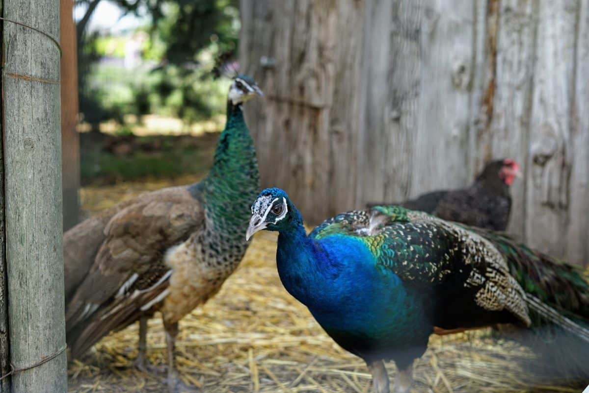 Visiting Purple Haze Lavender Farm Explore Washington