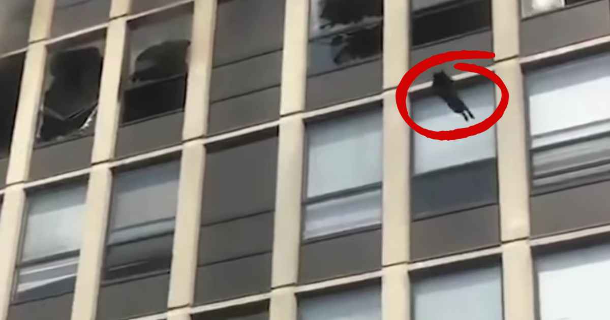 Cat Miraculously Survives Jump From 5Story Burning Building FaithPot