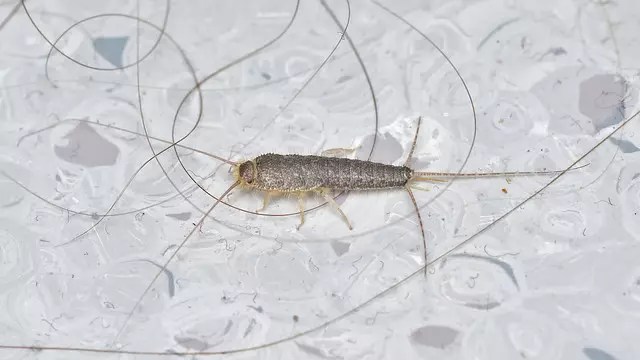 Bugs that Look Like Silverfish Fantastic Pest Control