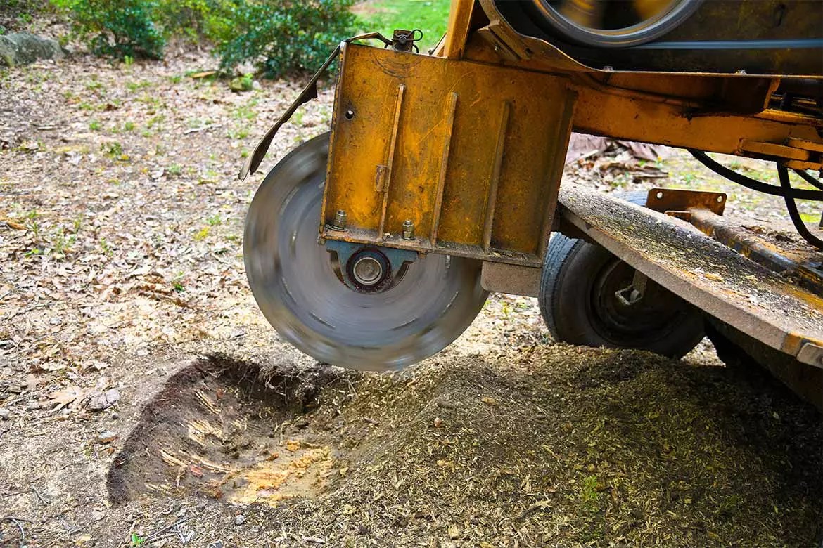 Reliable Stump Grinding Service in London Fantastic Services