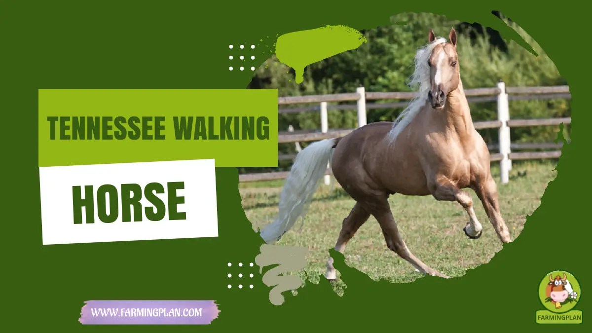 Tennessee Walking Horse Farming Plan