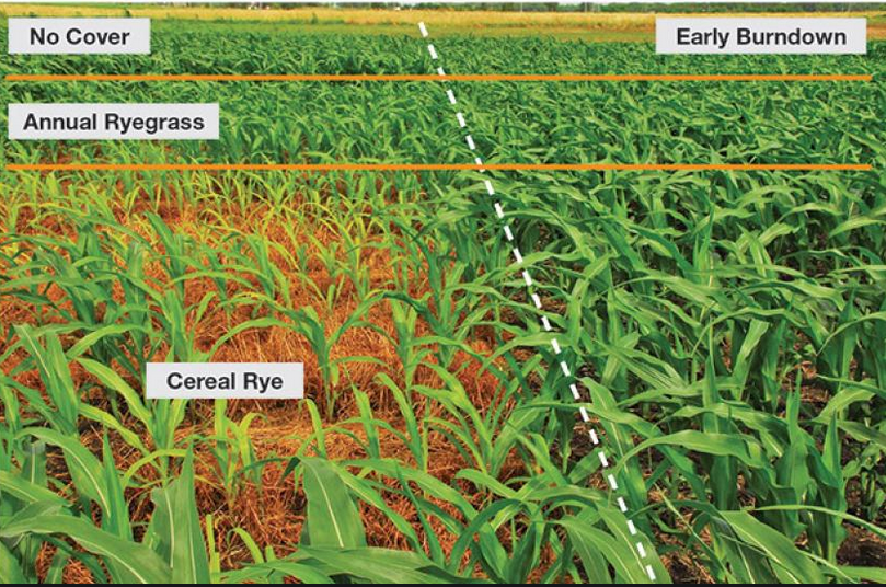Terminating Cover Crops This Spring? You Might Need Options To