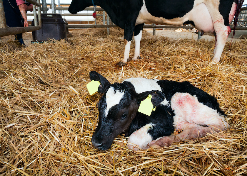 9 Practices to Help Resuscitate a Newborn Calf Bovine Veterinarian