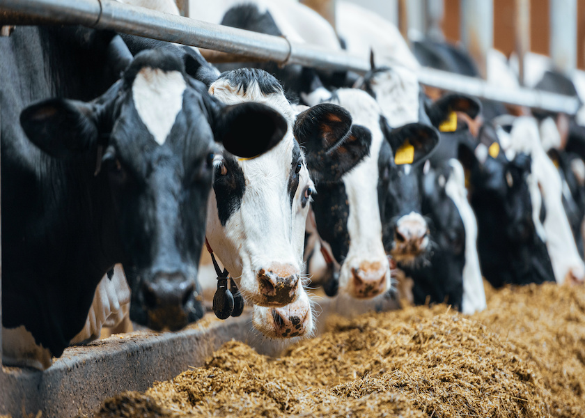 Dairy Market Trends for 2023 Dairy Herd