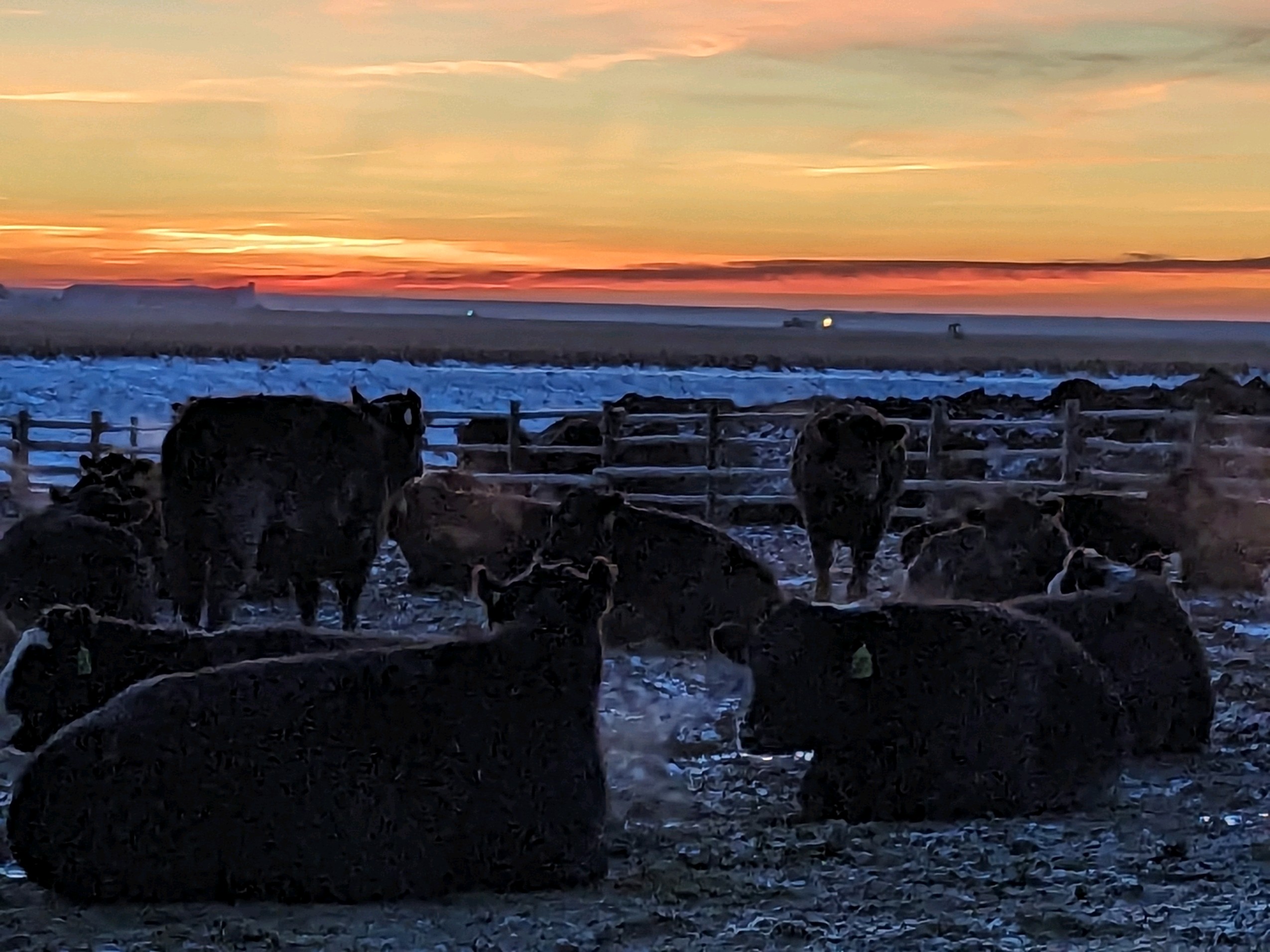 Markets Cash Cattle Marching Higher Drovers