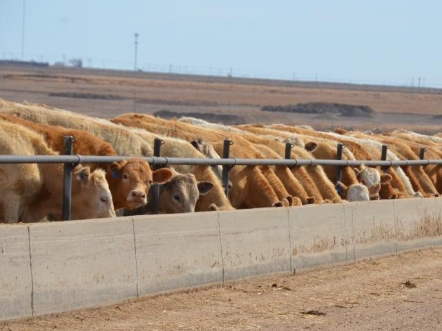 Cargill Sells Texas Cattle Feed Yard to Californiabased Family