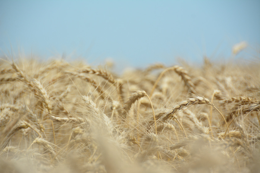 A Tale of Two Wheat Harvest Extremes is Now Playing Out in the Nation's