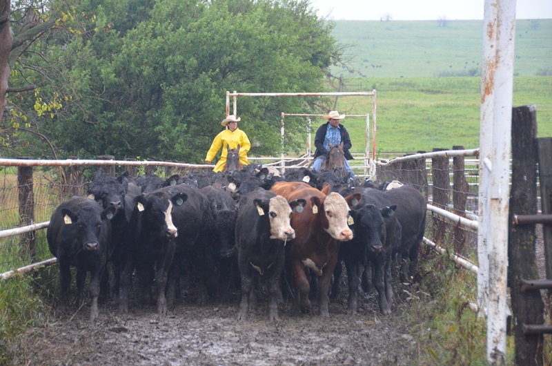 15 Images from Shipping Cattle in the Flint Hills Drovers