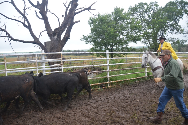 15 Images from Shipping Cattle in the Flint Hills Drovers