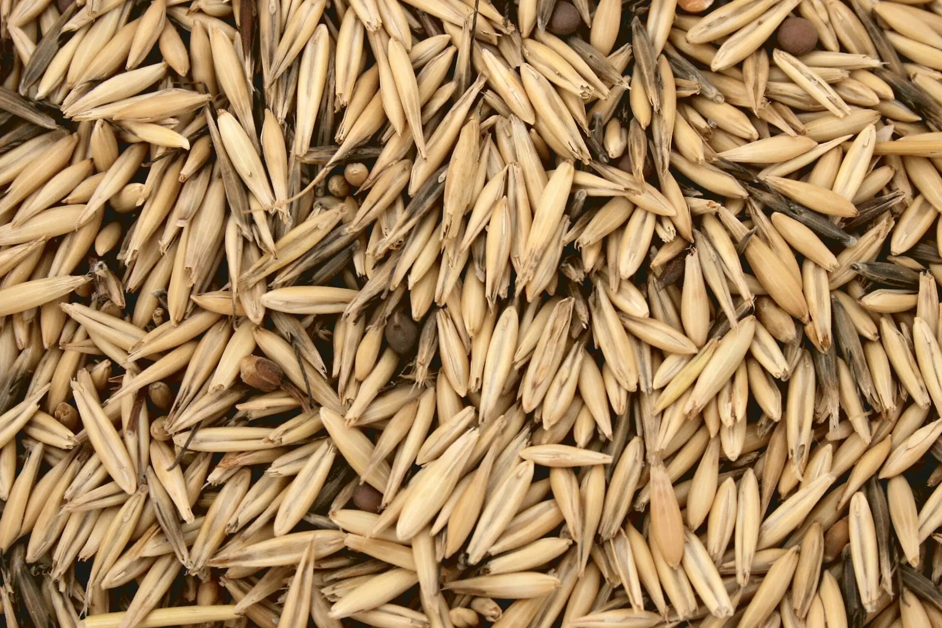 Benefits of Oats for Horses