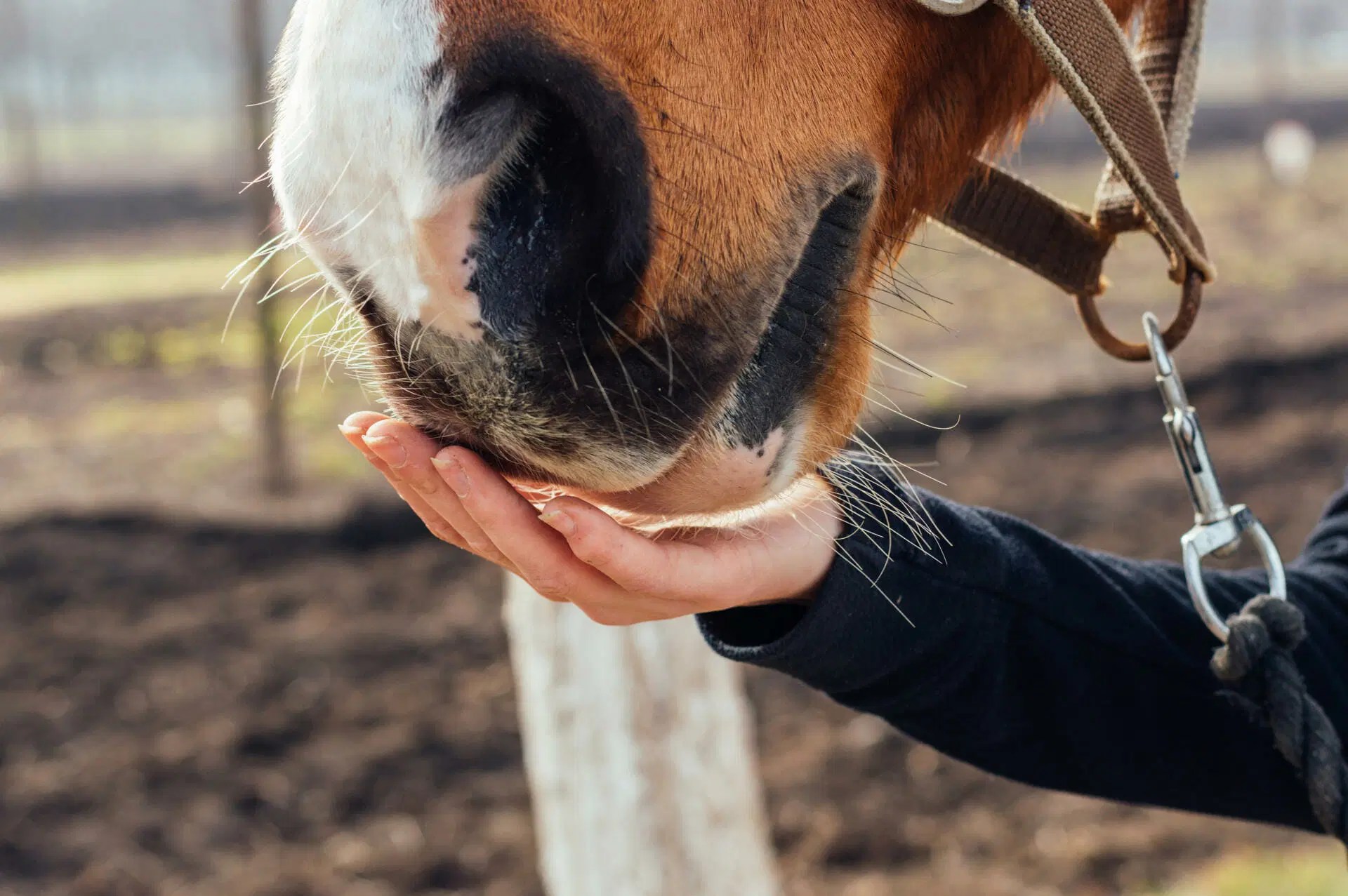 Drought Feeding Keeping Your Horse Healthy