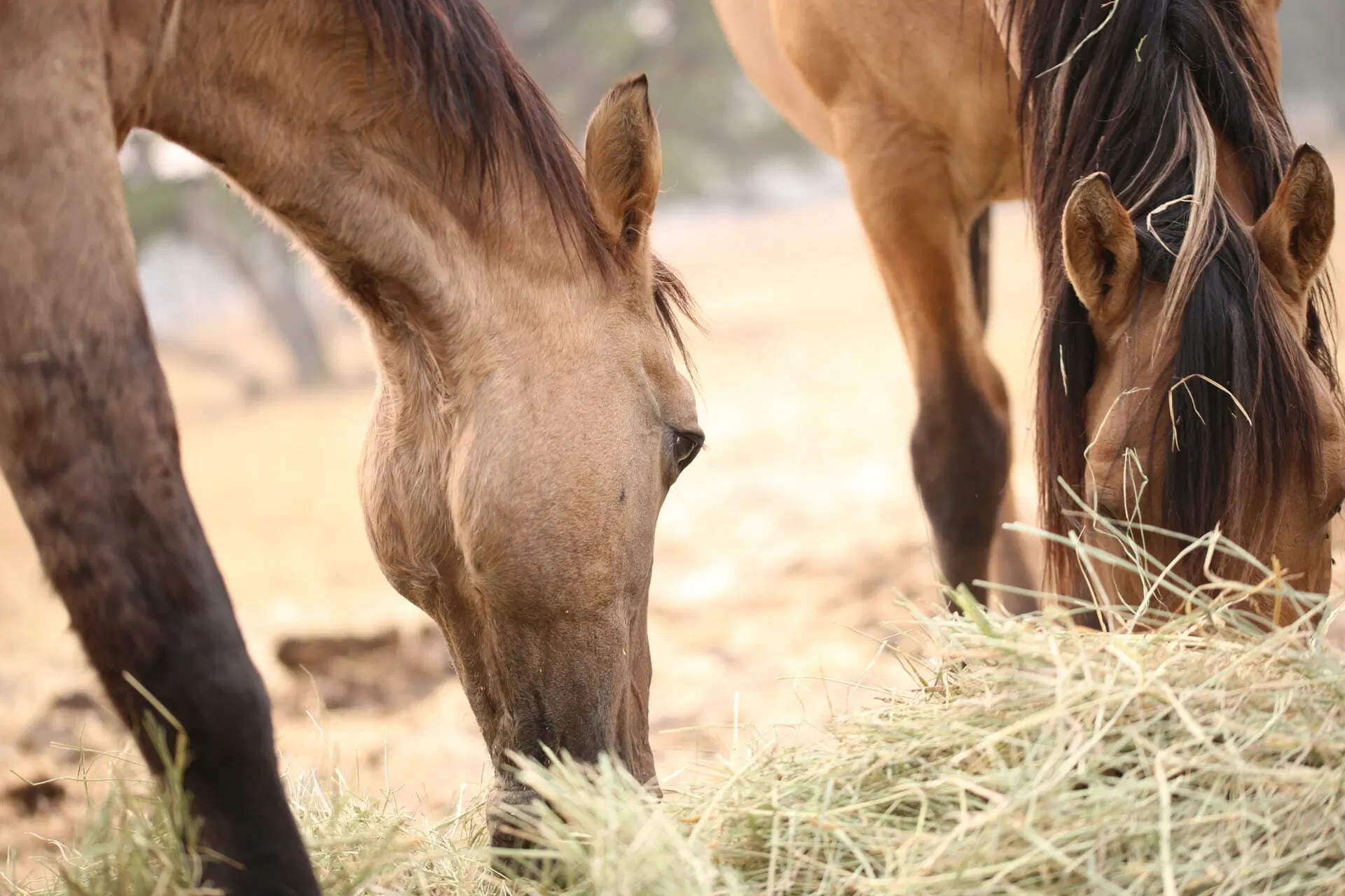 How Much Should You Feed Your Horse in a Day?