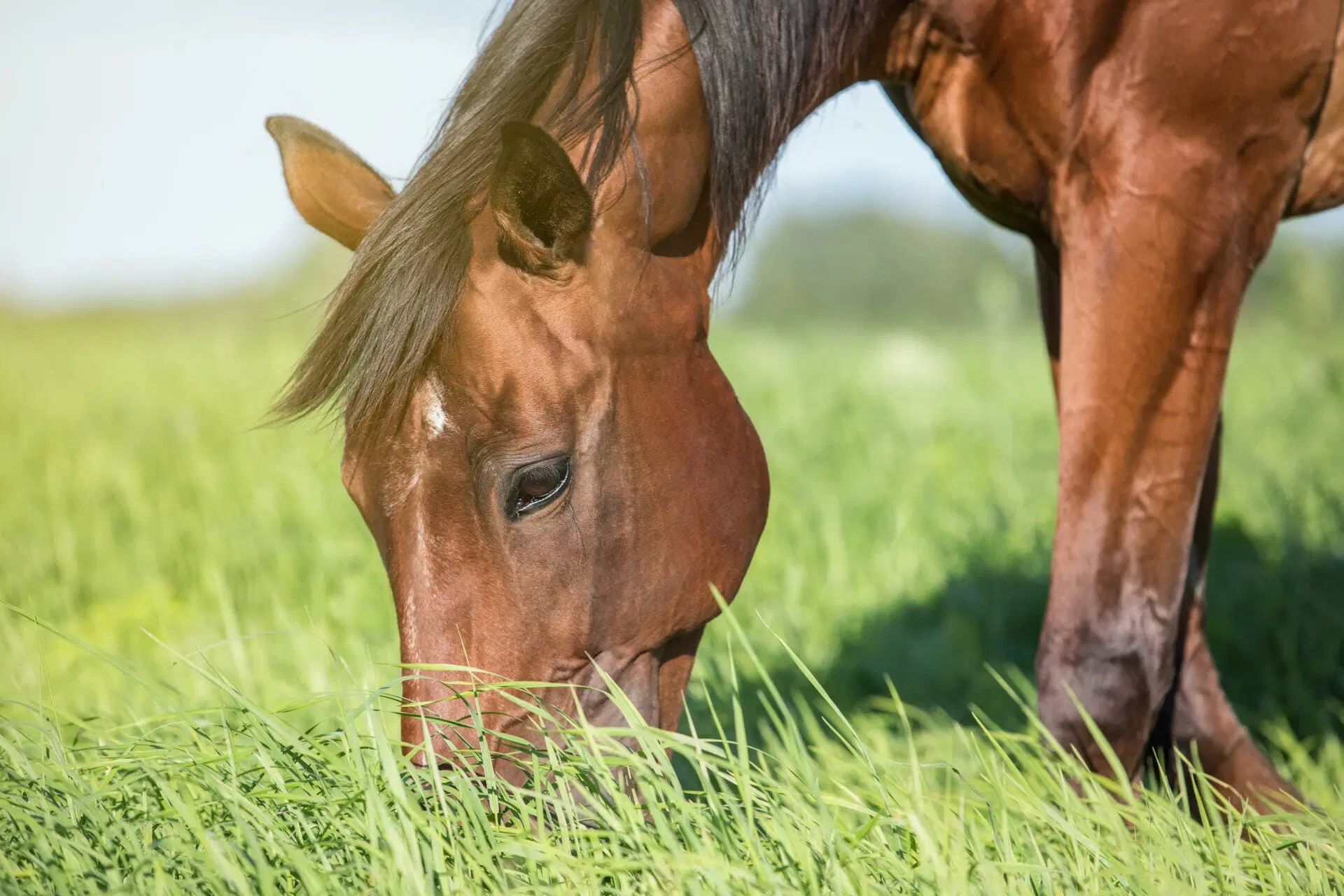 Grazing for Laminitic Horses When is the best time?