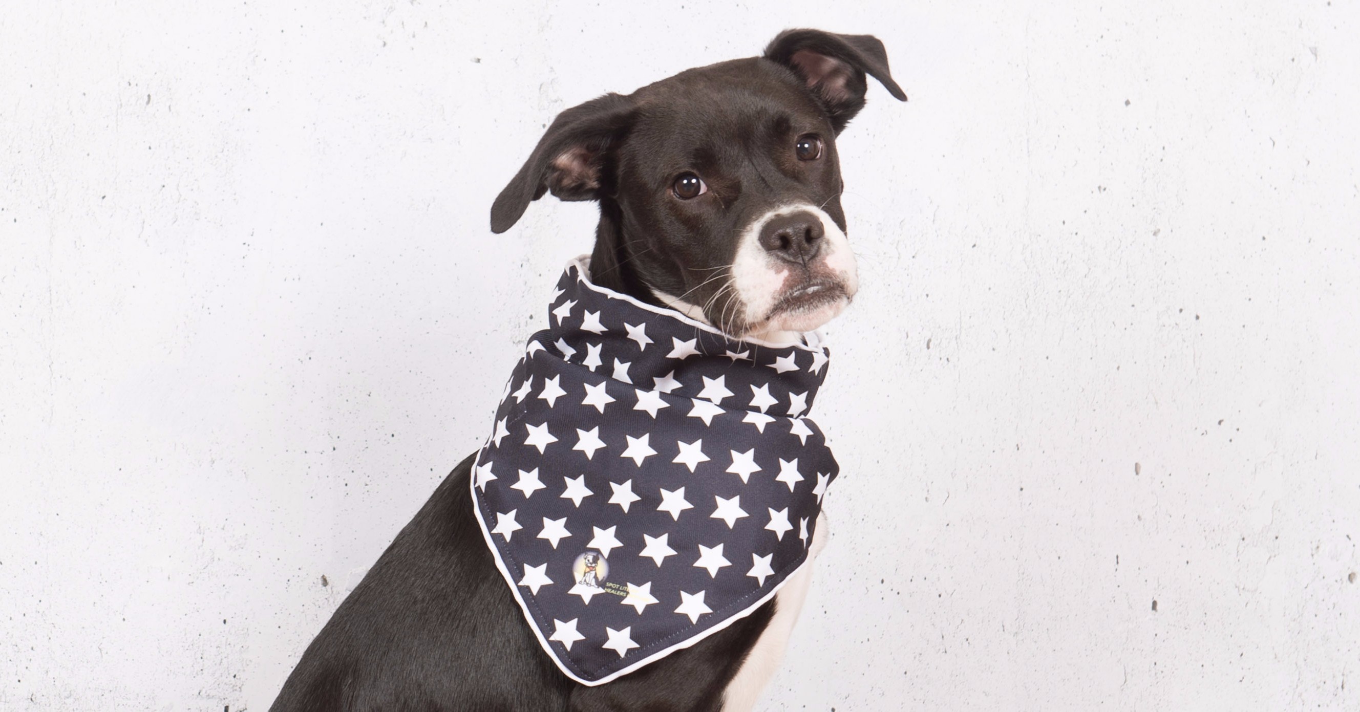 Led Lighted Bandana Dogly