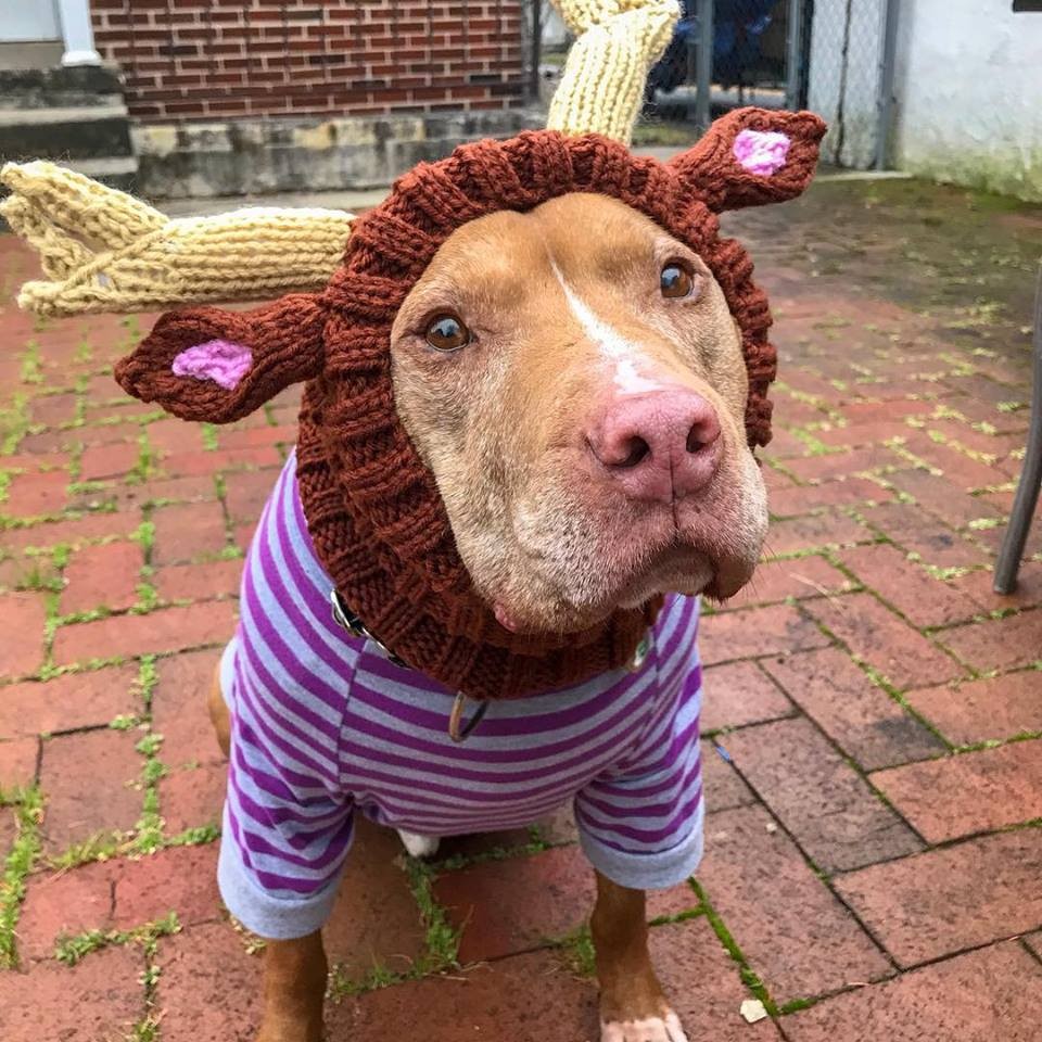 Faithful Friends Animal Society Dogly