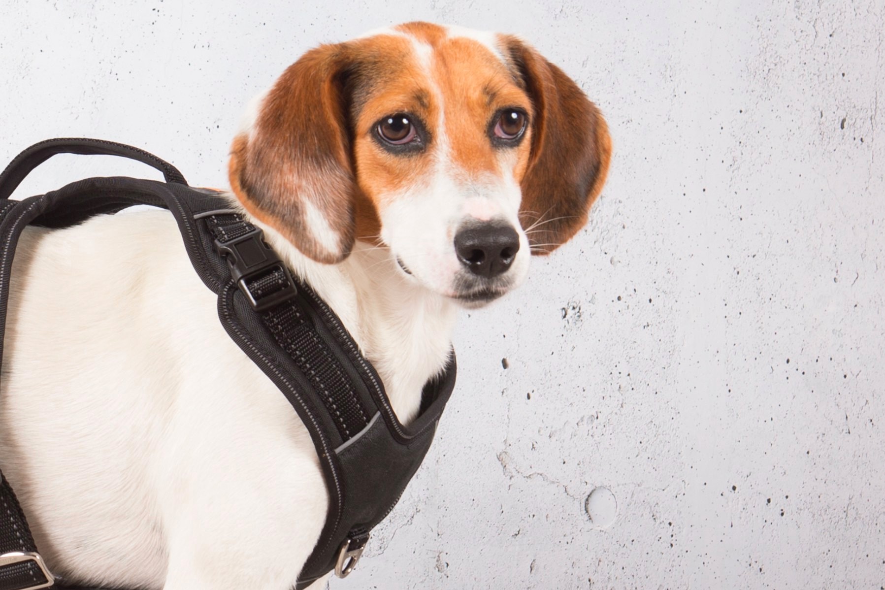 What Does It Mean If a Dog Is Leash Reactive? Dogly