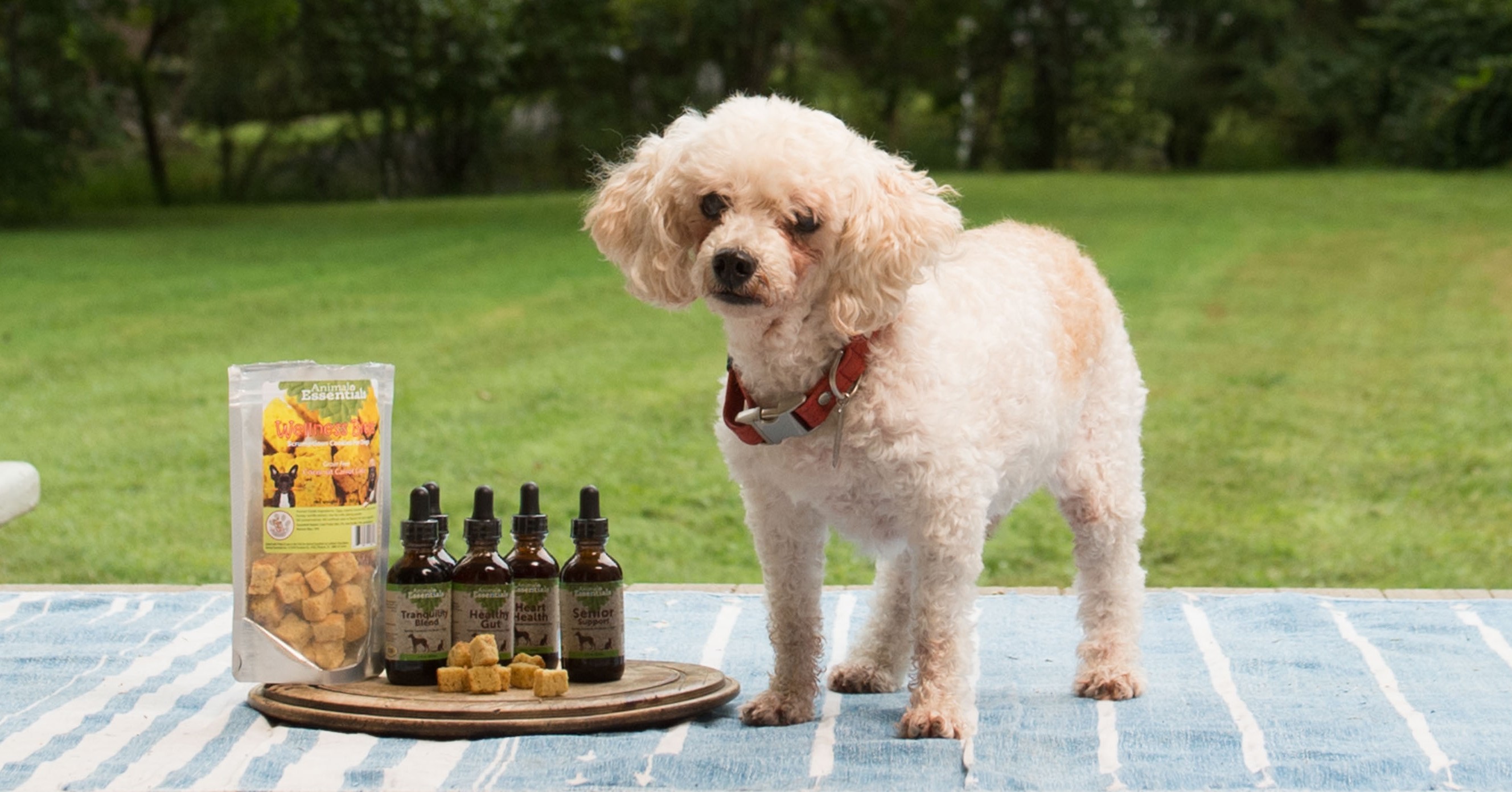 Yucca Supplement Dogly