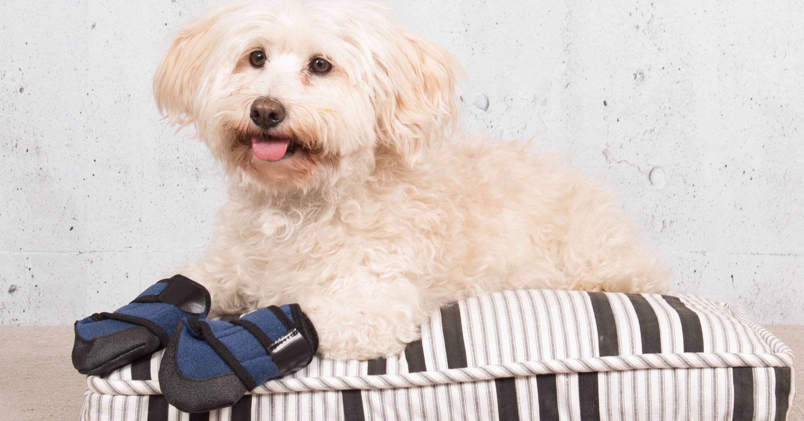 Medical Booties Dogly