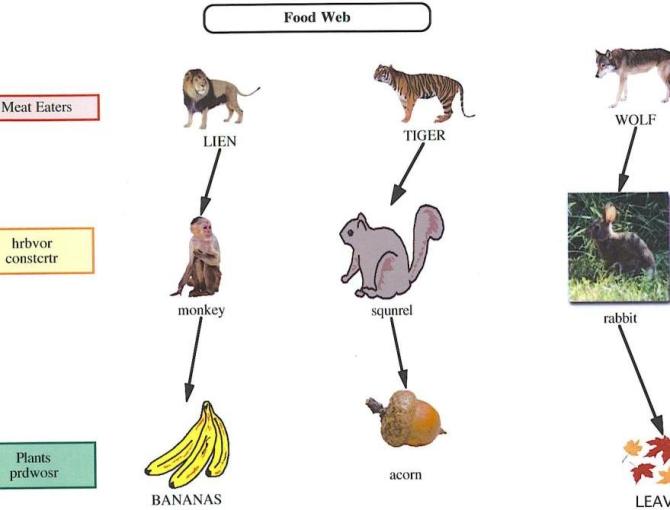 Food Chain by St. LawrenceLewis BOCES