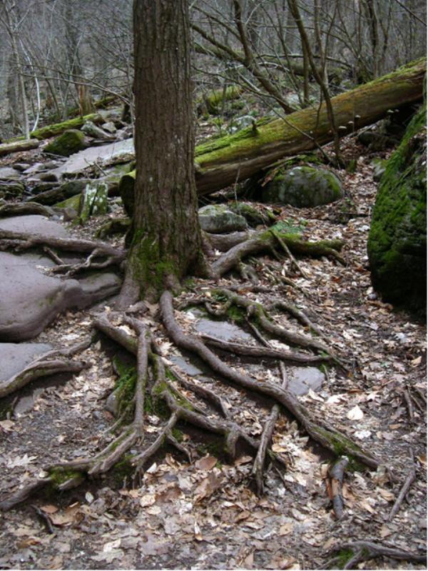 Earth Science Digital Image Library Physical Weathering Tree Roots SAS
