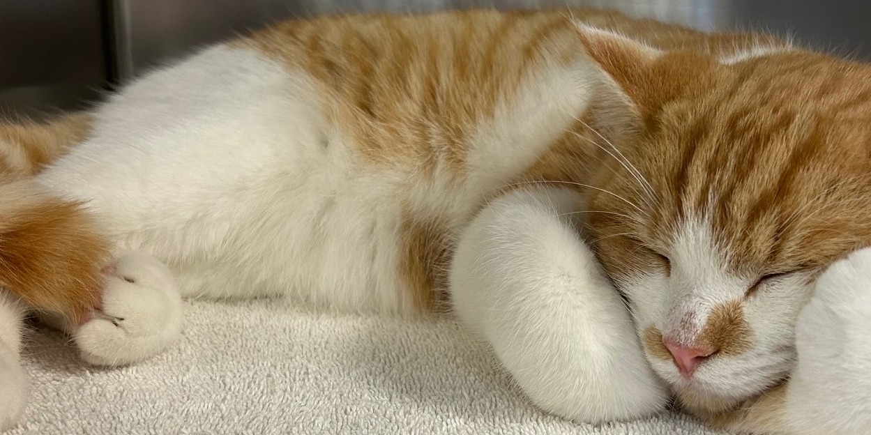 Giving Tuesday New Beginnings Animal Rescue (Powered by Donorbox)