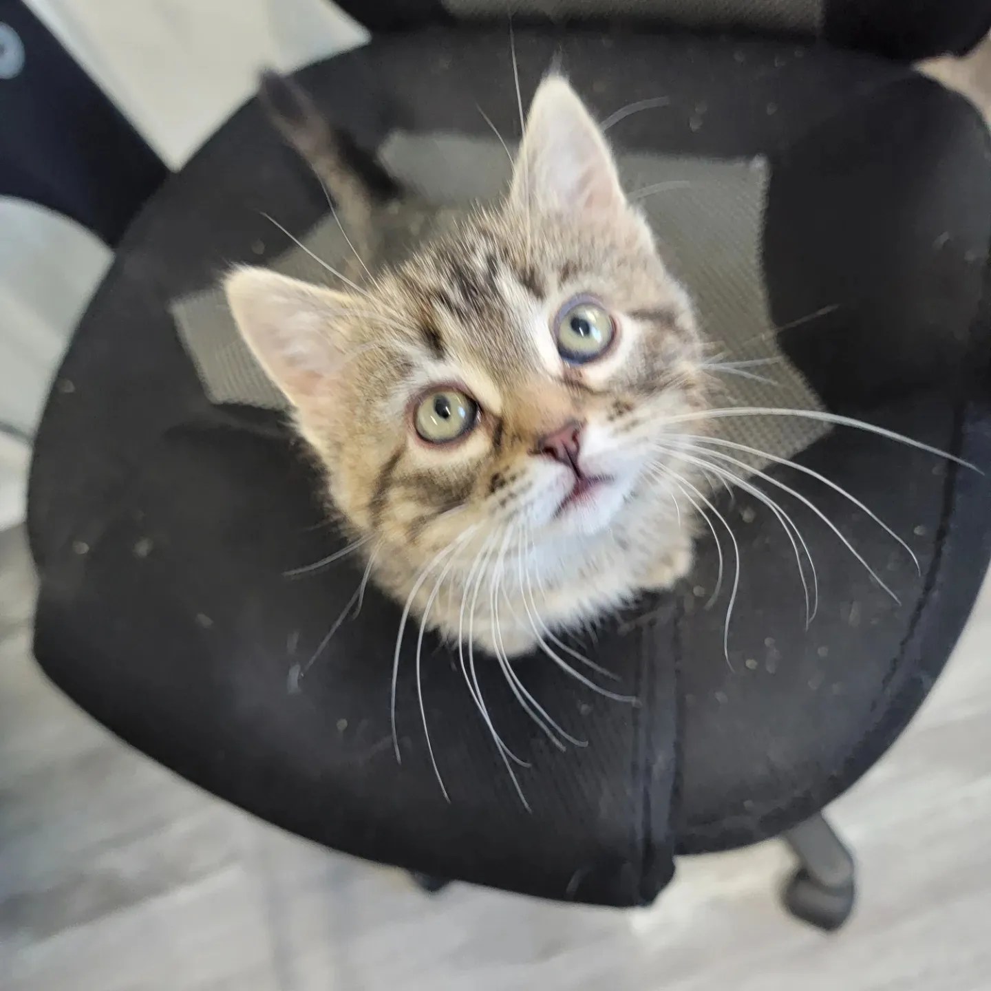 General Donations for Medical/Rescue Needs 2024 SMILEYS RESCUES