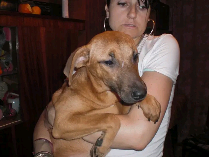 ANIMAL SHELTER UKRAINE SVETLANA ANIMALS SHELTER (Powered by Donorbox)