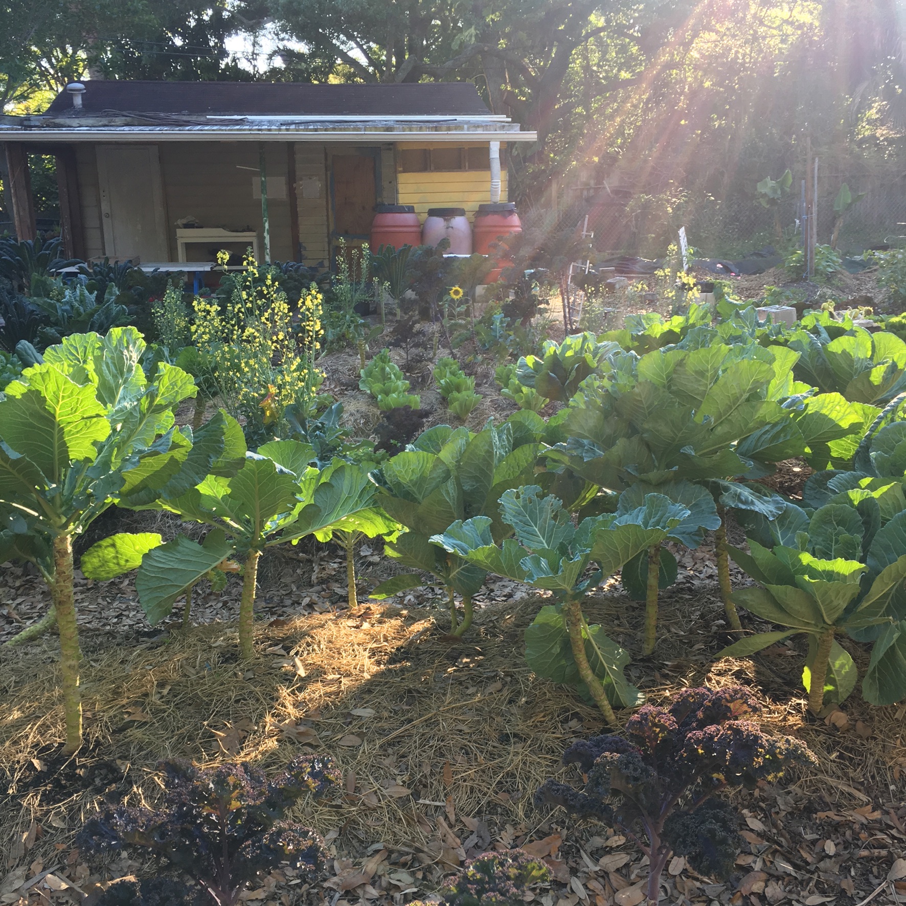 MakeSoil Edgemoor Community Garden