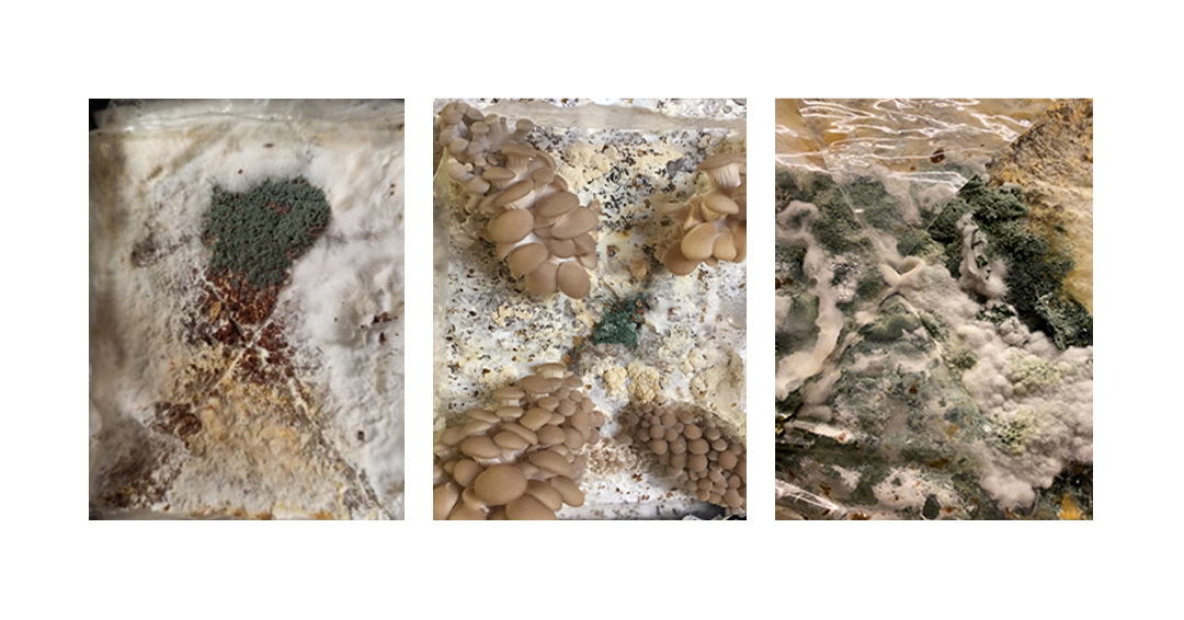 How to identify contamination in mushroom growing