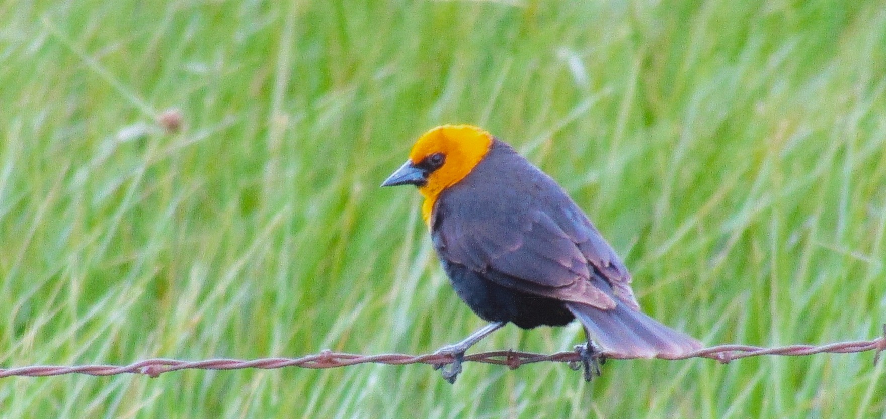 Marie Hauser Obituary 2022 Stevenson Funeral Homes