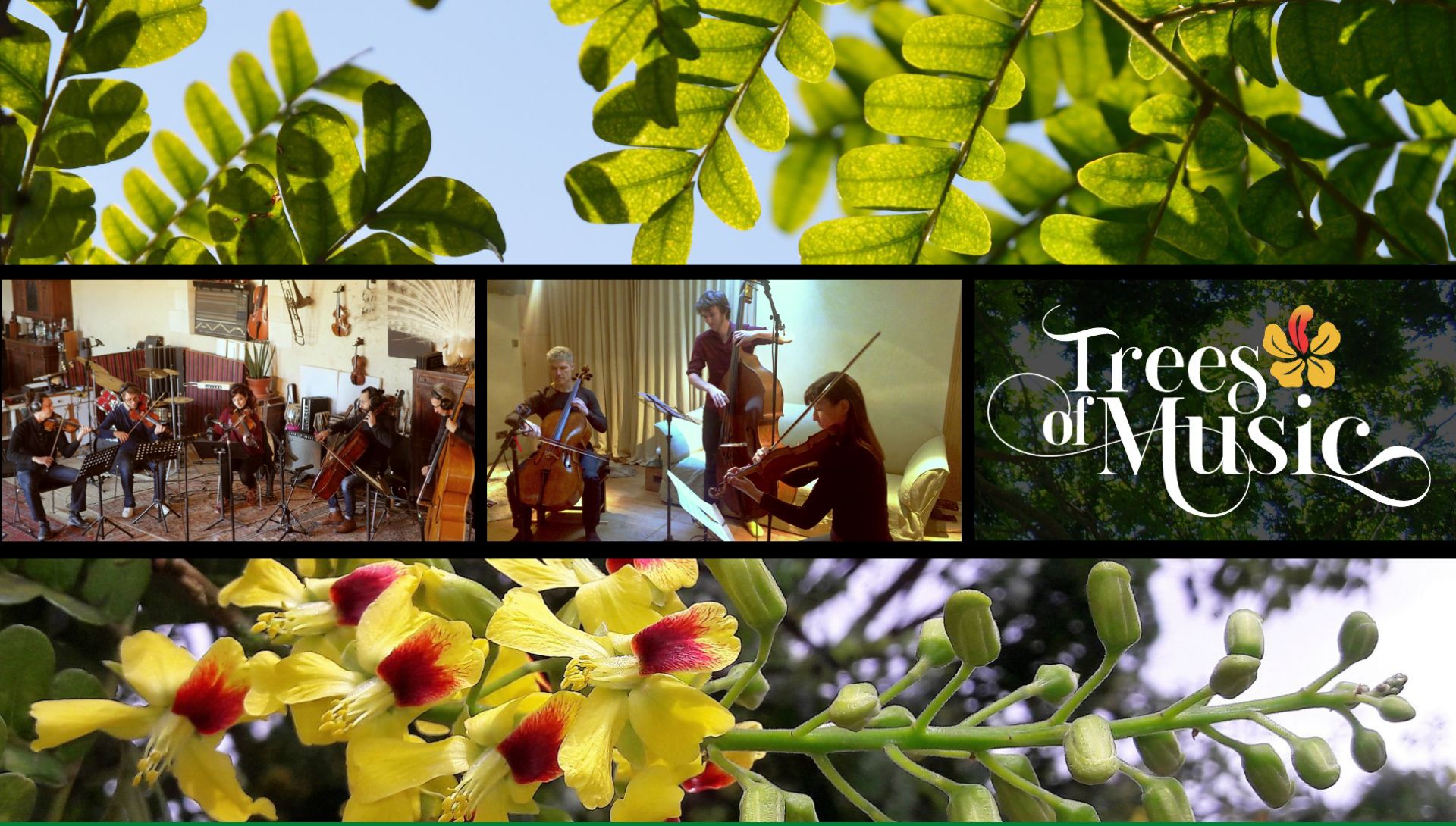 Trees of Music RAIN (Regenerative Agroforestry Impact Network