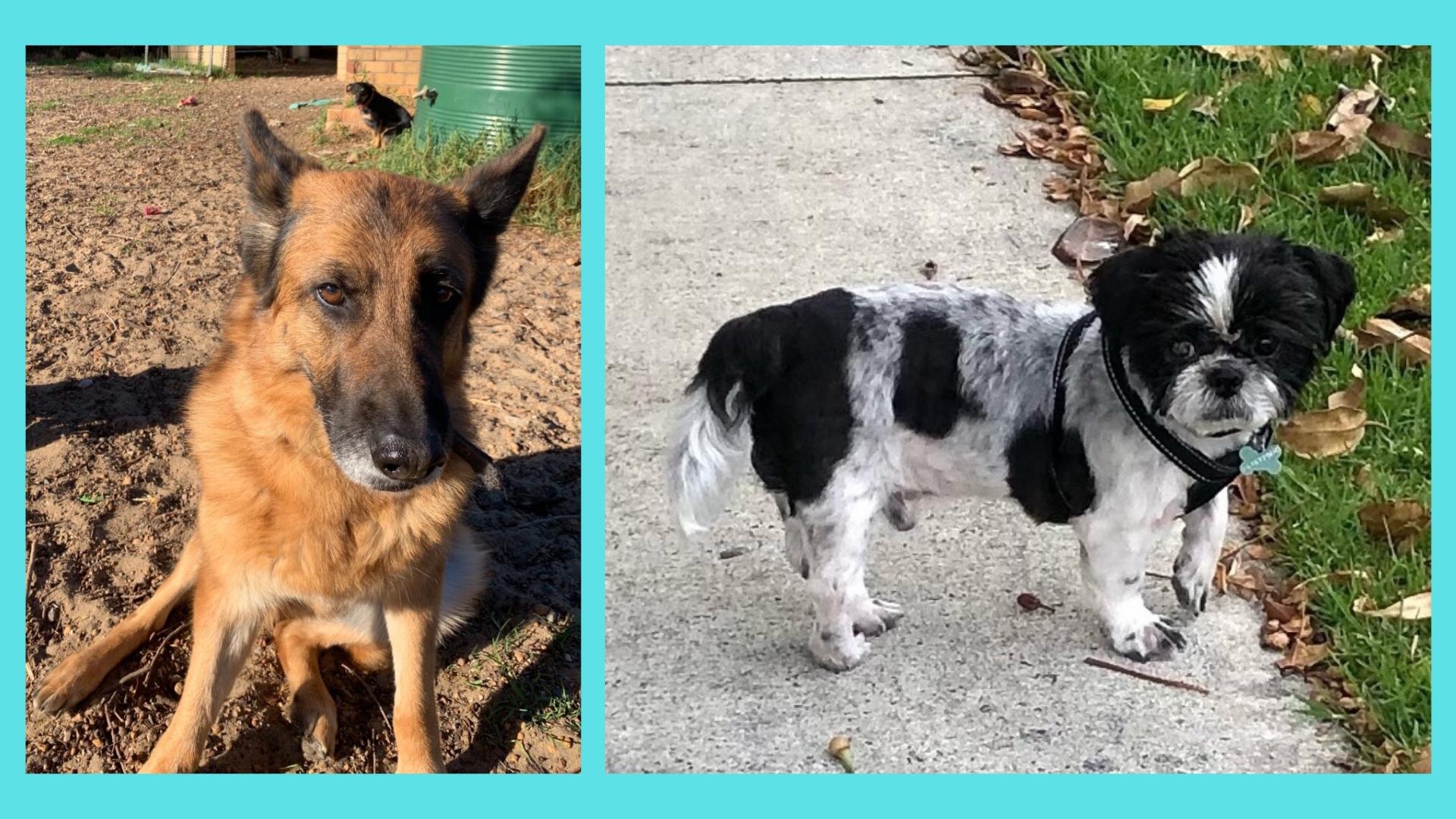 Sponsor A BFAR Dog! Best Friends Animal Rescue, Inc. (Powered by