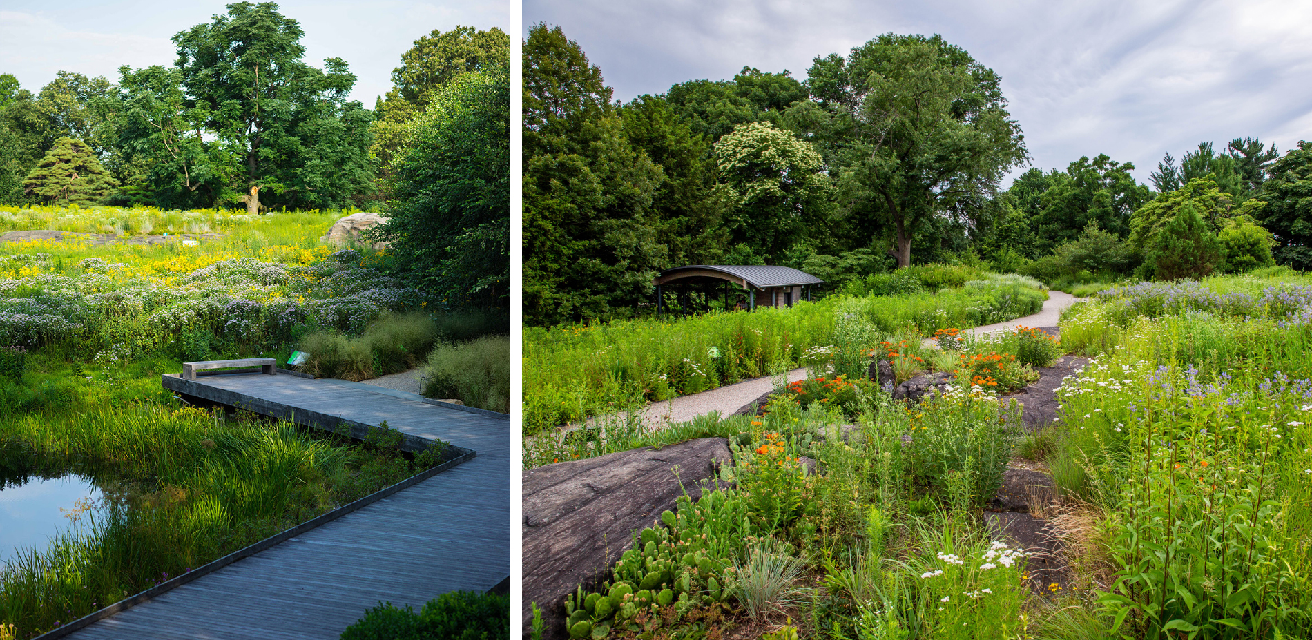 The Native Plant Garden at The New York Botanical Garden ASLA 2020 Professional Awards