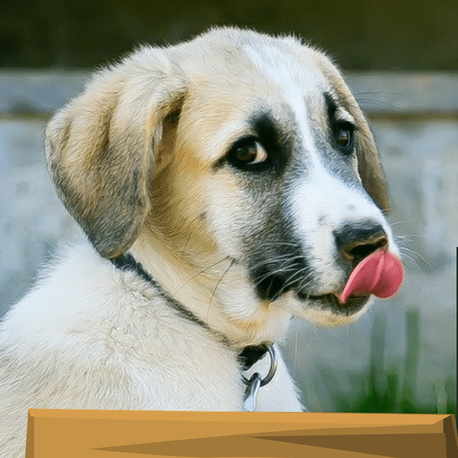 Best Vegetables for Dogs My Top 5 Picks! Dogly