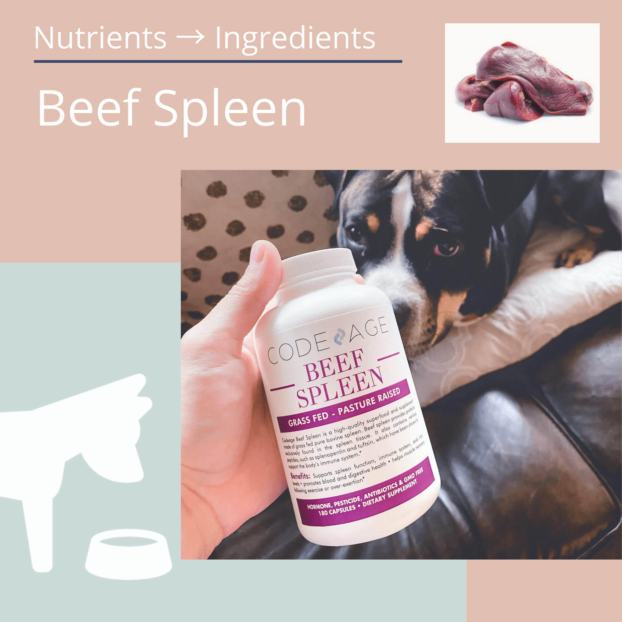How I Manage My Dog's Anemia (+ Surprising Benefits of Beef Spleen) Dogly