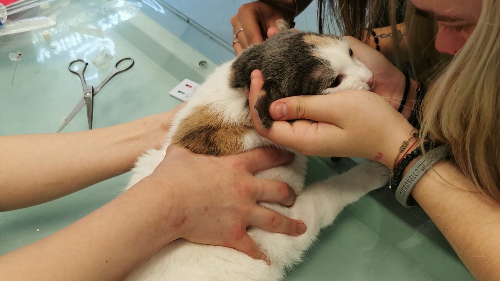 Help Me With the Veterinary Costs for the Recent Rescued Cats Cats