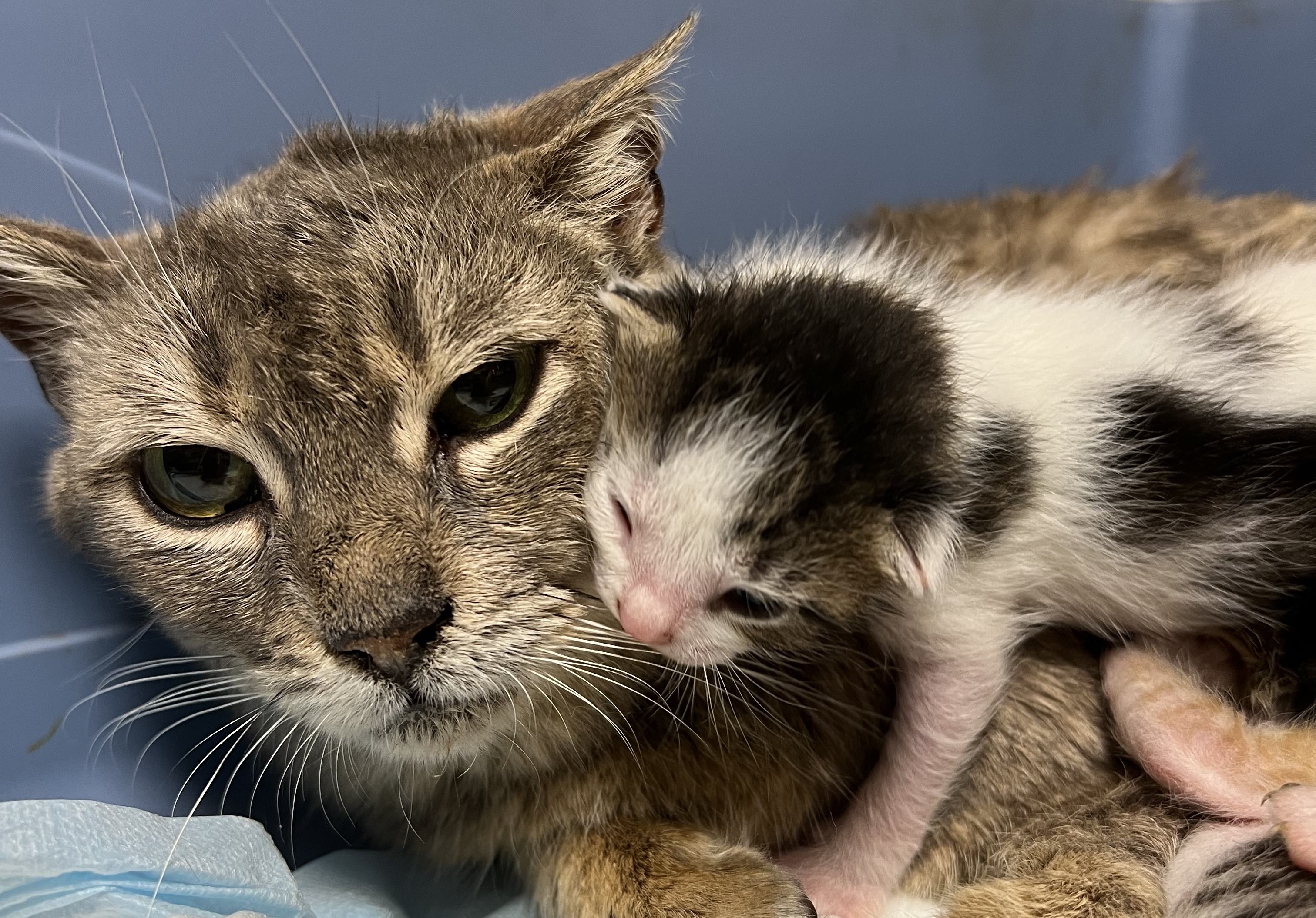 Support Mama Cat Mira With a Donation Cats Need Us (Powered by Donorbox)