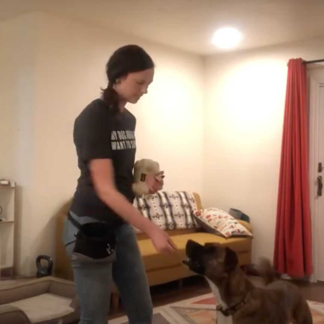 How To Teach A Dog "Drop It," Even Food! Dogly