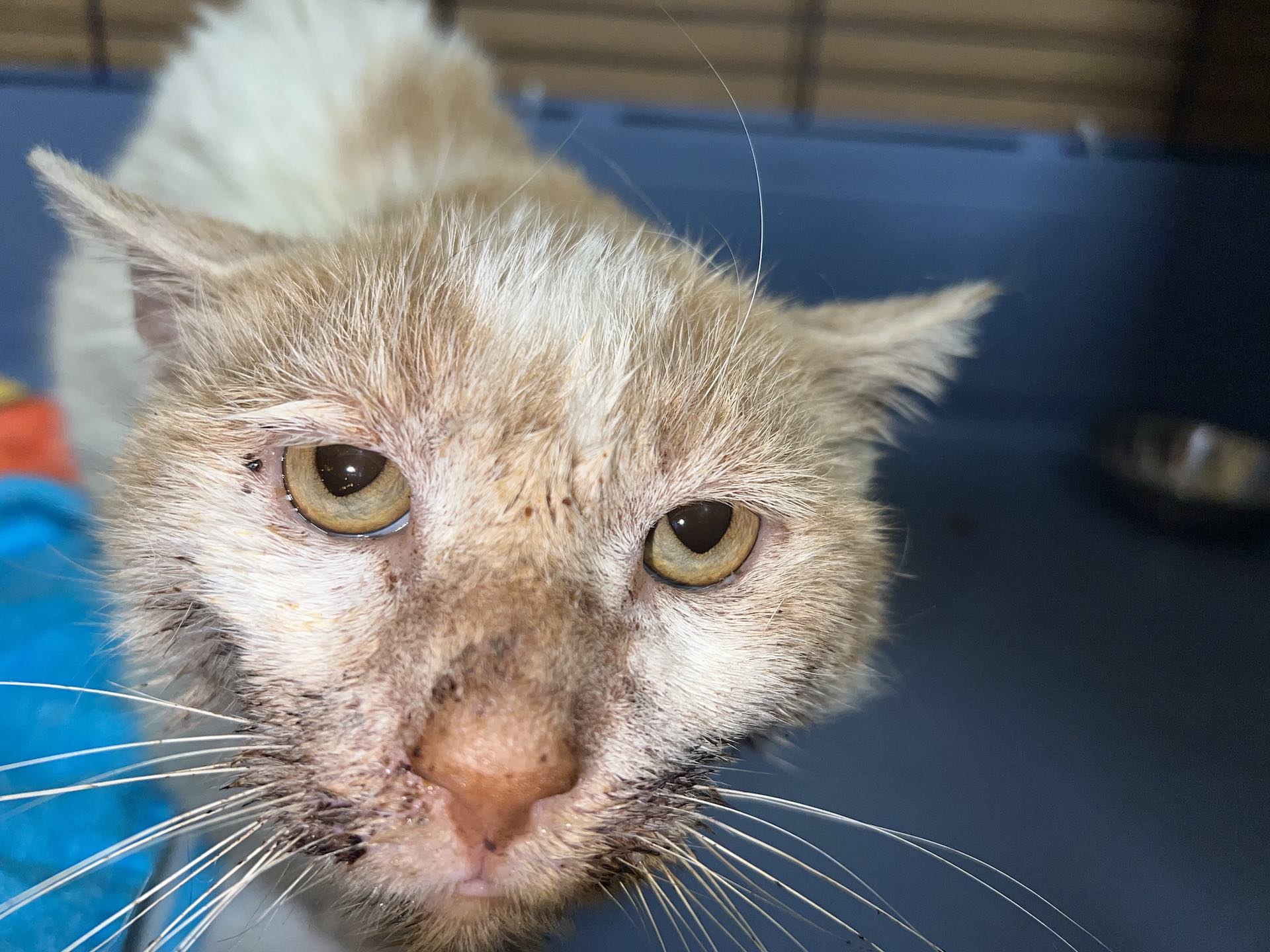 Support the Cats with a Donation Cats Need Us (Powered by Donorbox)