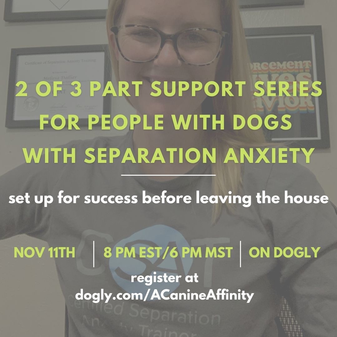 7 Tips from a Dog Separation Anxiety Trainer to Set Your Home