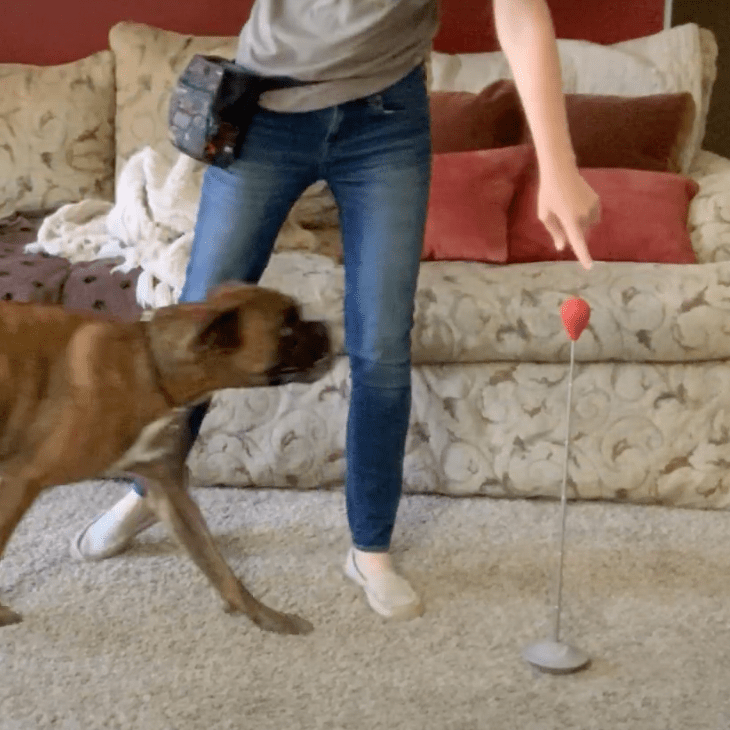 How To Stop Your Dog From Jumping On People Dogly