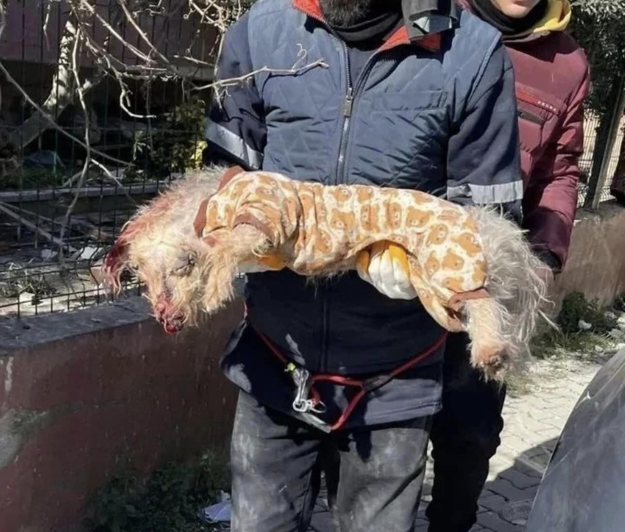 Food relief for starving dogs and cats in Turkey Animal Victory