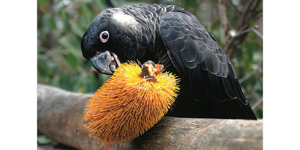 Kaarakin Black Cockatoo Conservation Centre Tour, Martin, Sun 25th Jun 2023, 1000 am 1200 pm