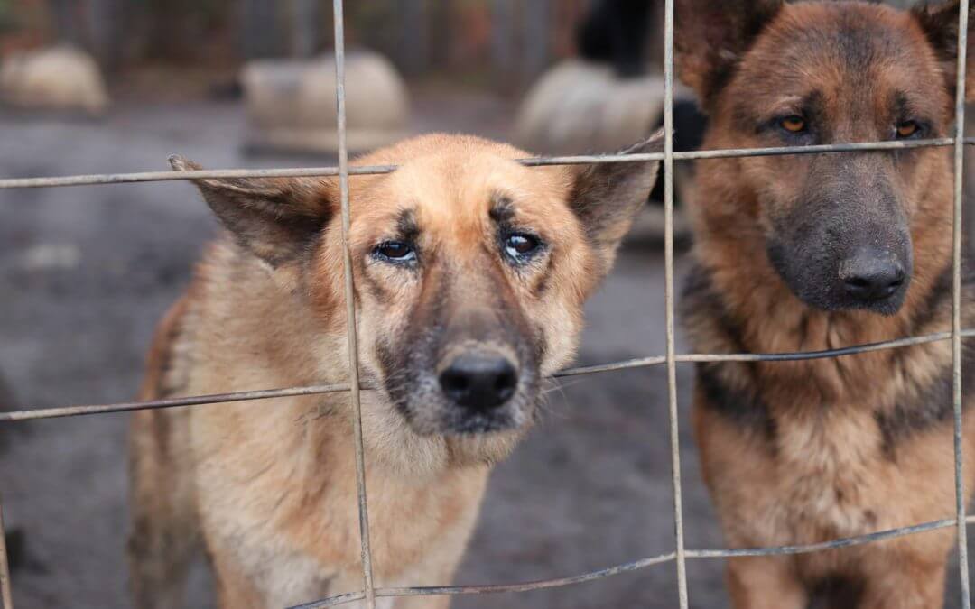 Former Vet Tech Found In House Of Horrors With 19 Dead Dogs And 27